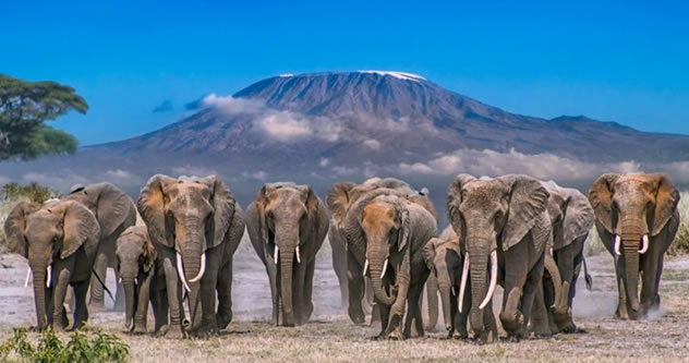 amboseli national park