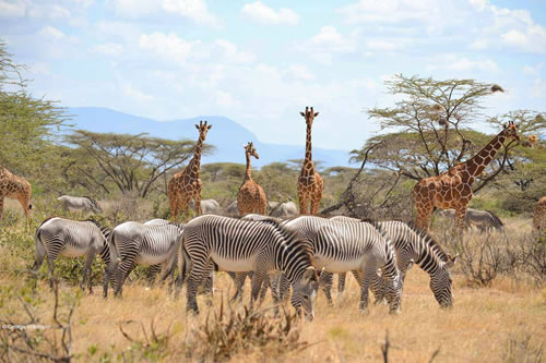 samburu national park