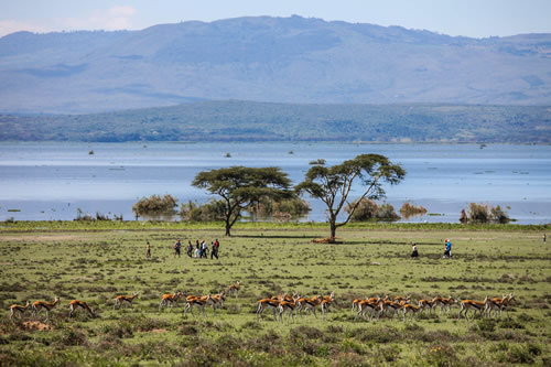 lake naivasha national park