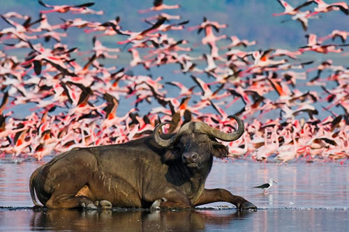 nakuru national park