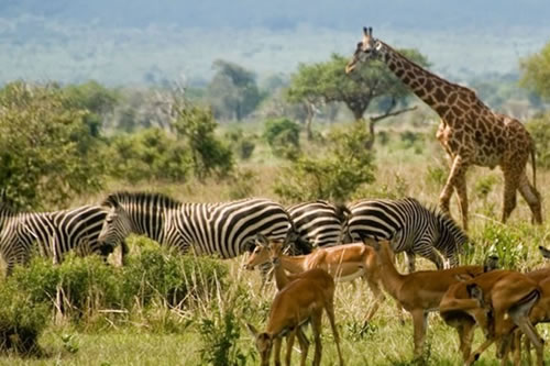 mikumi national park