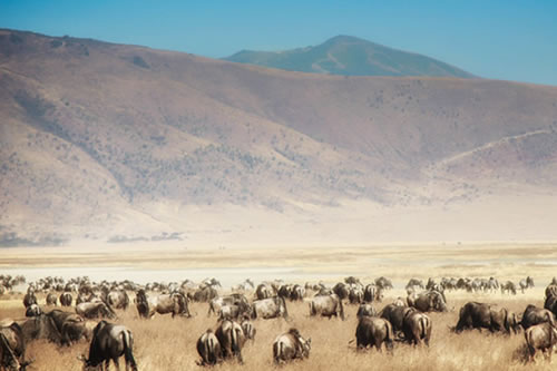 ngorongoro conservation